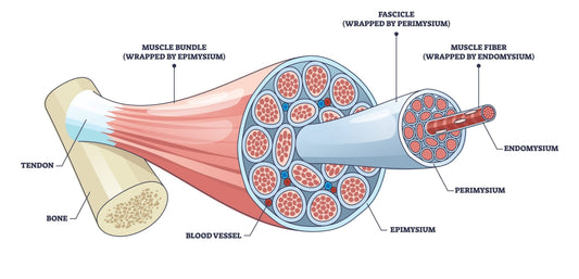 Collagen-Muscle Matrix, A "Must-Have"